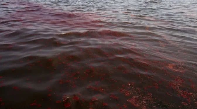 Русия докара нова екокатастрофа на Черно море - разлив от 10 тона петрол