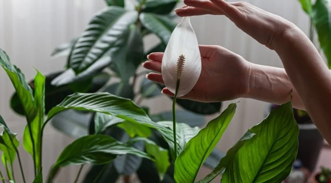 Как да съживите спатифилума само за няколко часа без торене?