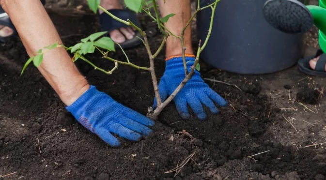 Само така е правилно да пресадите розите