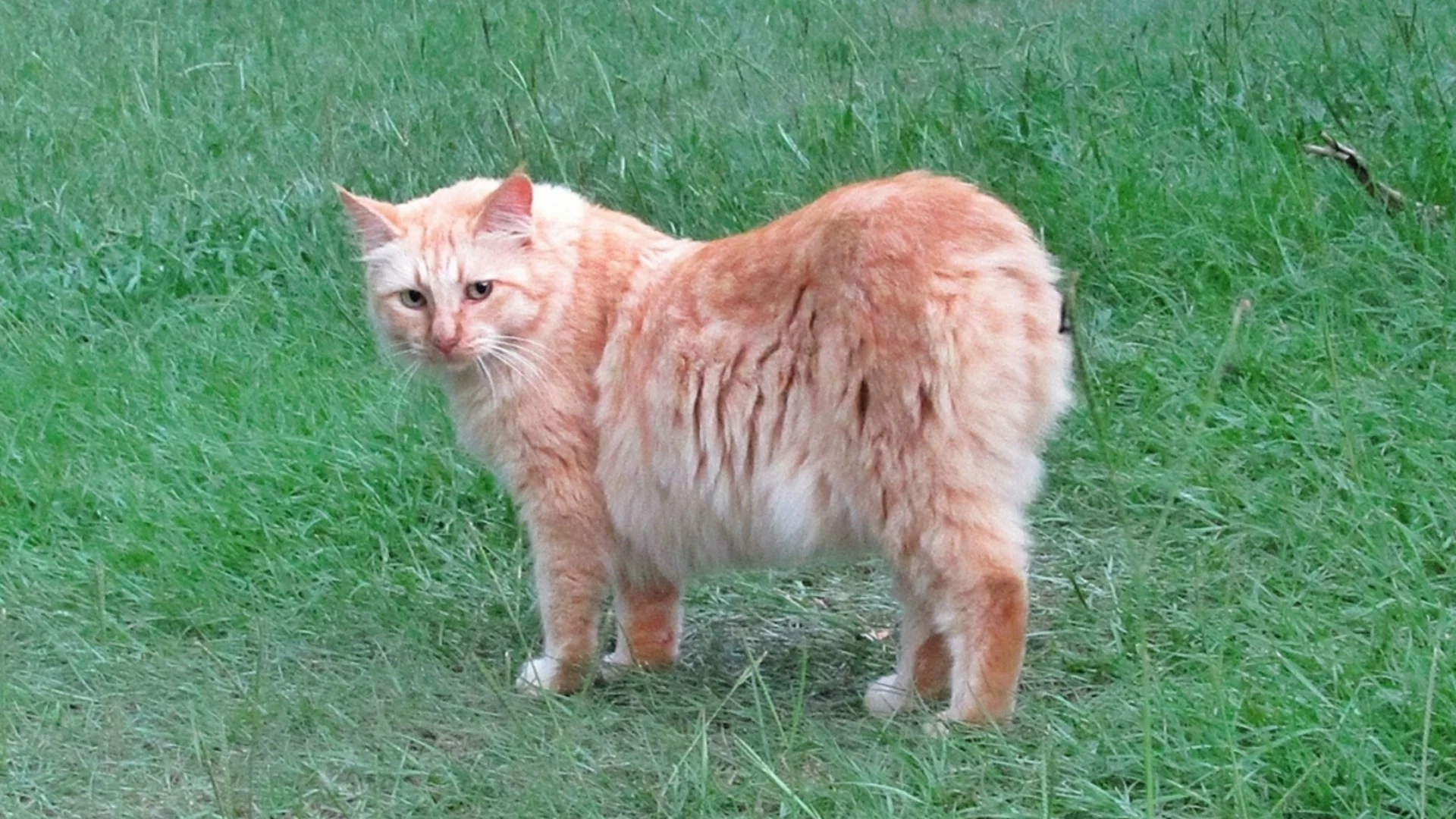 Котката, която стана почетен кмет: Историята на Стъбс от Аляска