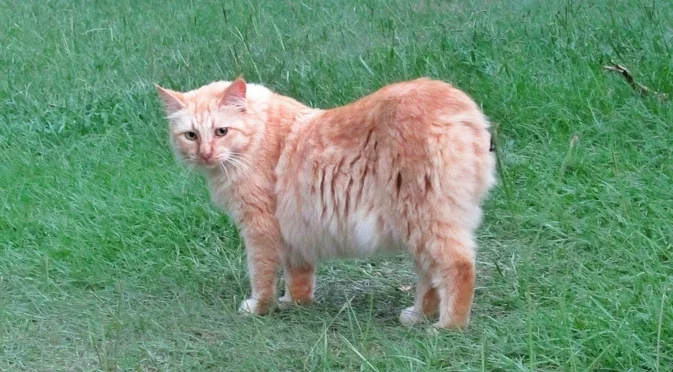 Котката, която стана почетен кмет: Историята на Стъбс от Аляска (ВИДЕО)