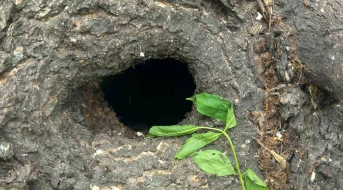 Община Пазарджик отстранява изсъхнали опасни дървета в парк „Стадиона“