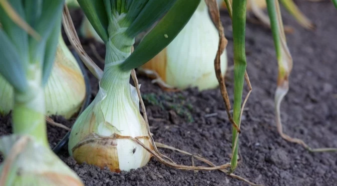 Какво да засадите до лука, за да го предпазите от вредители?
