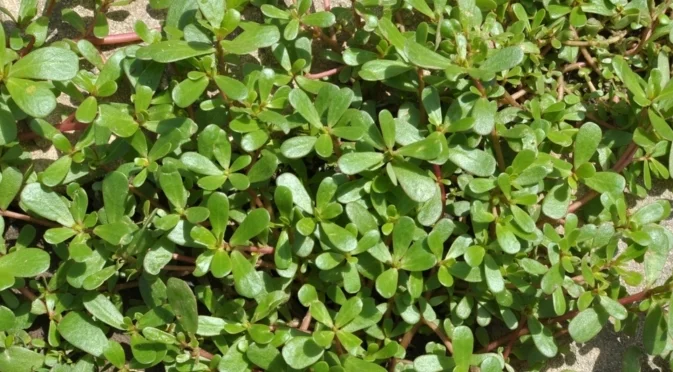 Как да се отървете от тученицата в градината след прибиране на реколтата?