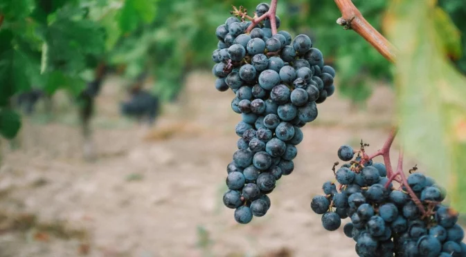 Кои сортове грозде не е хубаво да се пръскат?