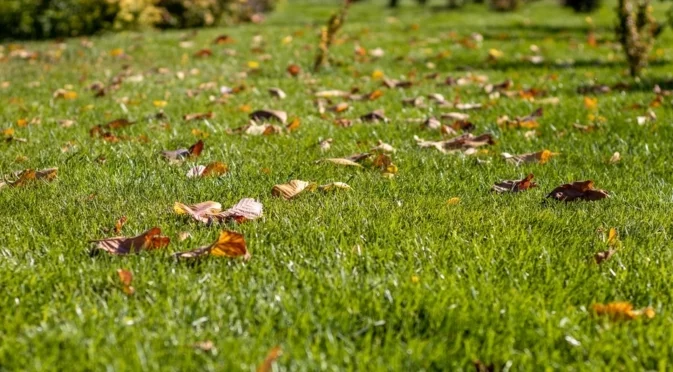 Кога да засеете моравата си през есента
