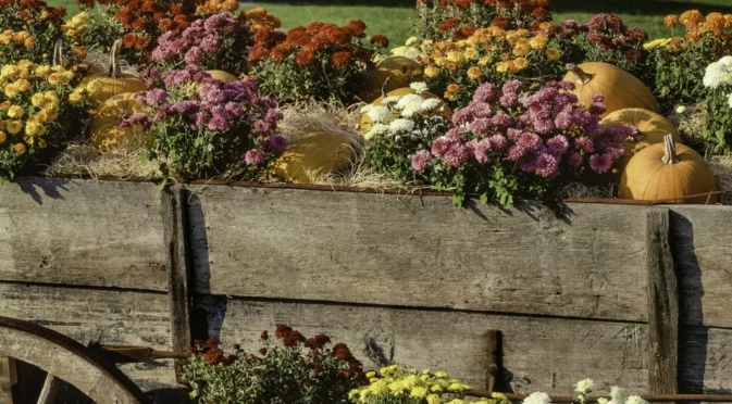 Само опитните градинари заравят това цвете в градината през есента