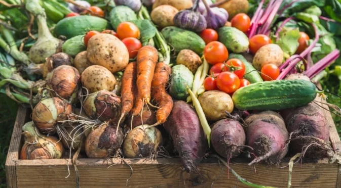 Есента е златно време за засаждане на тези любими зеленчуци