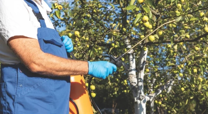 Кога е правилното време за есенно пръскане на сините сливи