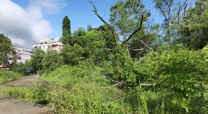 Паднали дървета в Добрич, отводняват къща в Балчик
