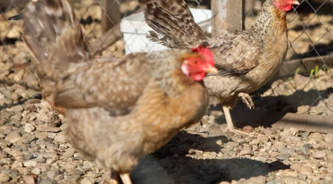 Кокошките ще започнат да снасят яйца отново, ако сложите това в зърното