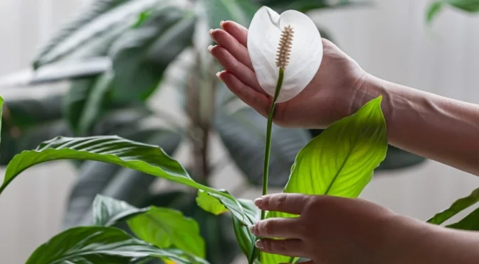 Поливането, което съсипва спатифилума