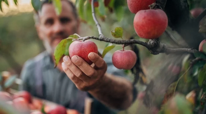 Кога да спрете поливането на овошките през есента, за да не им навредите?