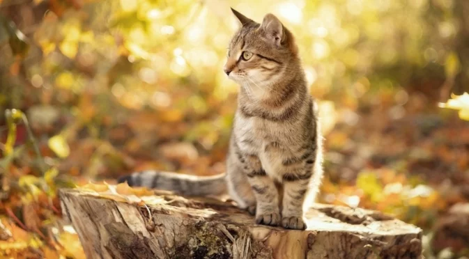 Само един ден без валежи. Времето през уикенда - 18-19 октомври 2025 г. 