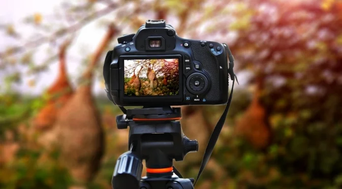 Тайнствен посетител в призрачен град: СНИМКАТА, спечелила "Wildlife Photographer of the Year 2025"