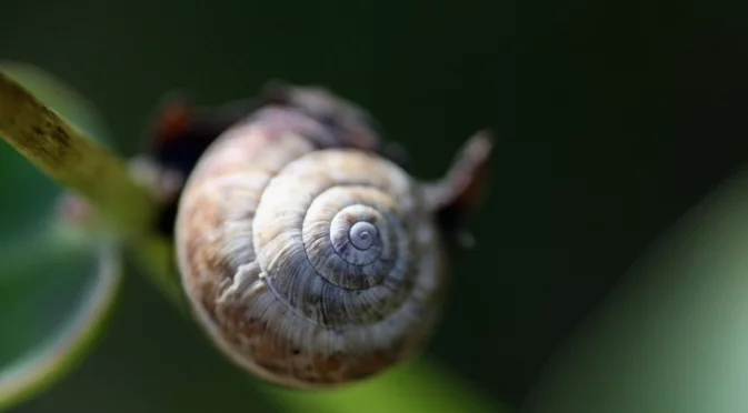 Охлювите ще изчезнат безследно от градината, ако през октомври направите това