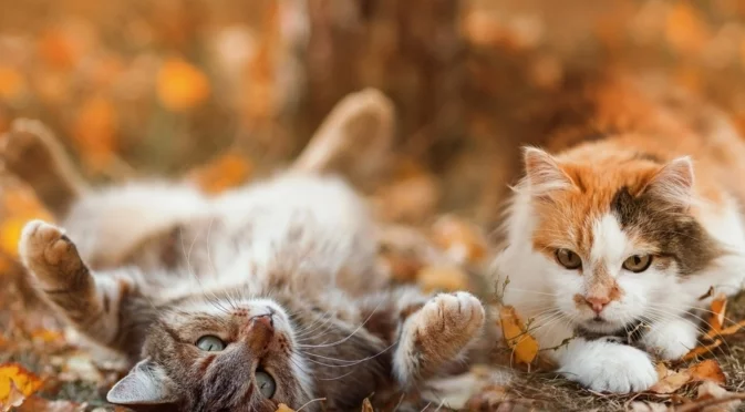 Най-точната прогноза: Дъжд или сняг през ноември 2025 г. (ГРАФИКА)