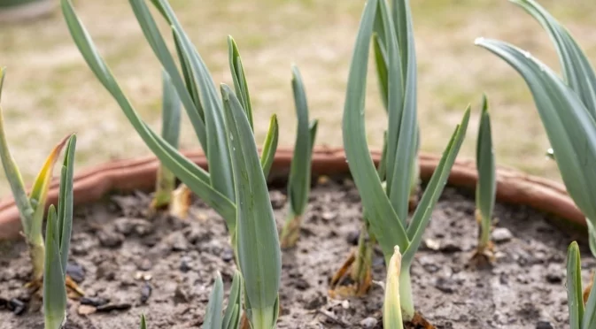 Ако зимният чесън вече е поникнал, направете това, за да спасите реколтата
