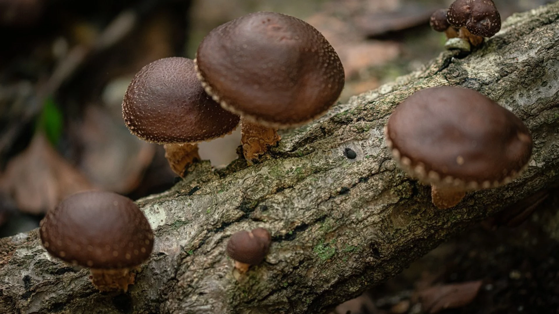 Революционно: Създадоха работеща компютърна памет от гъби