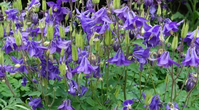 Октомври е идеалното време за засаждането на това любимо българско цвете