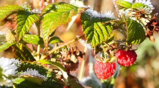 Кой е най-добрият мулч за малините през есента?