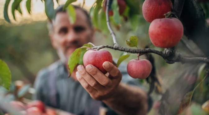 Естествен и лесен начин за защита на ябълковите дървета от краста. Ето как го правят опитните градинари