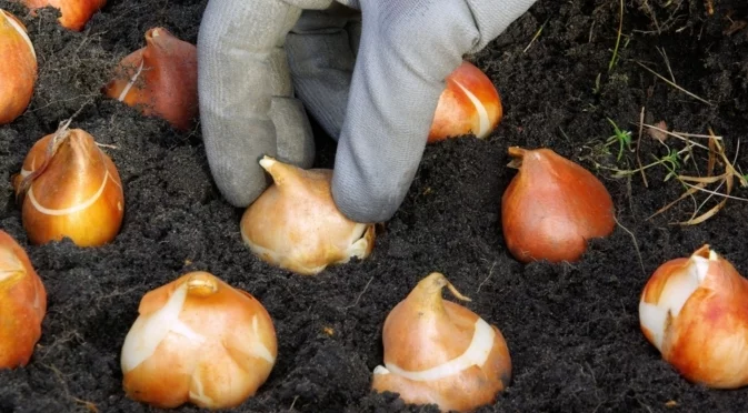 Засаждане на лалета през есента: Какъв е идеалният размер на луковицата?