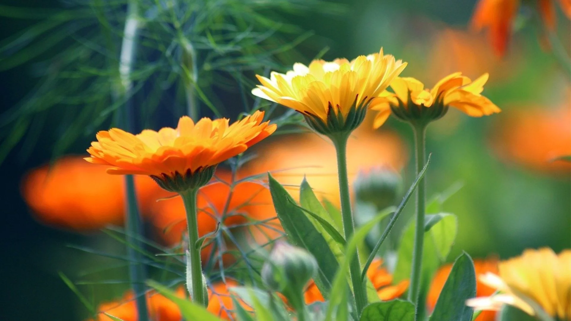 5 цветя, които да засадите преди зимата – издържат на студ и цъфтят по-дълго