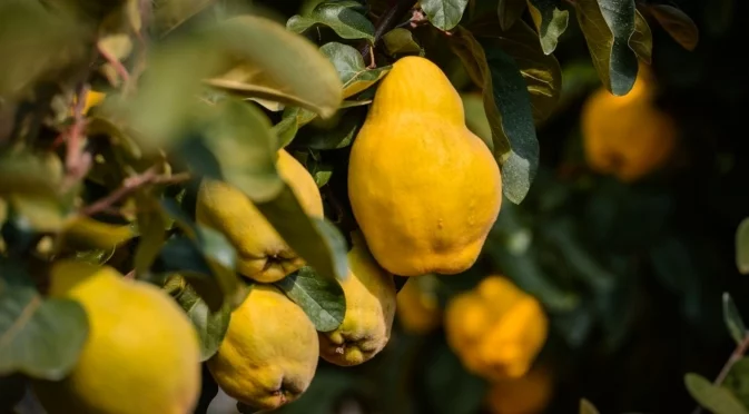 Как да подрежете дюлевите дървета през зимата