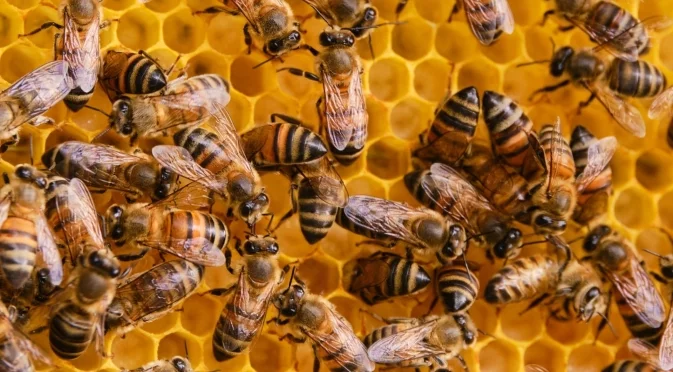 "Дворцовите преврати" при пчелите: Учени разкриха каква е тайната