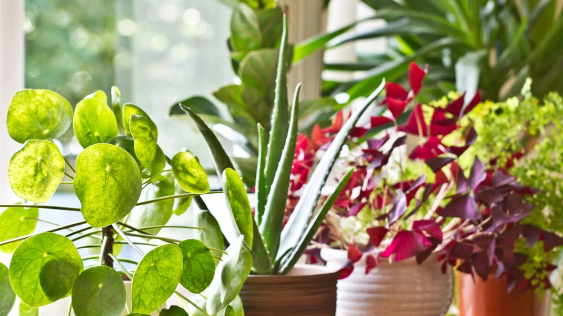 Топ трик с огледало, който ще помогне на цветята ви да оцелеят през зимата