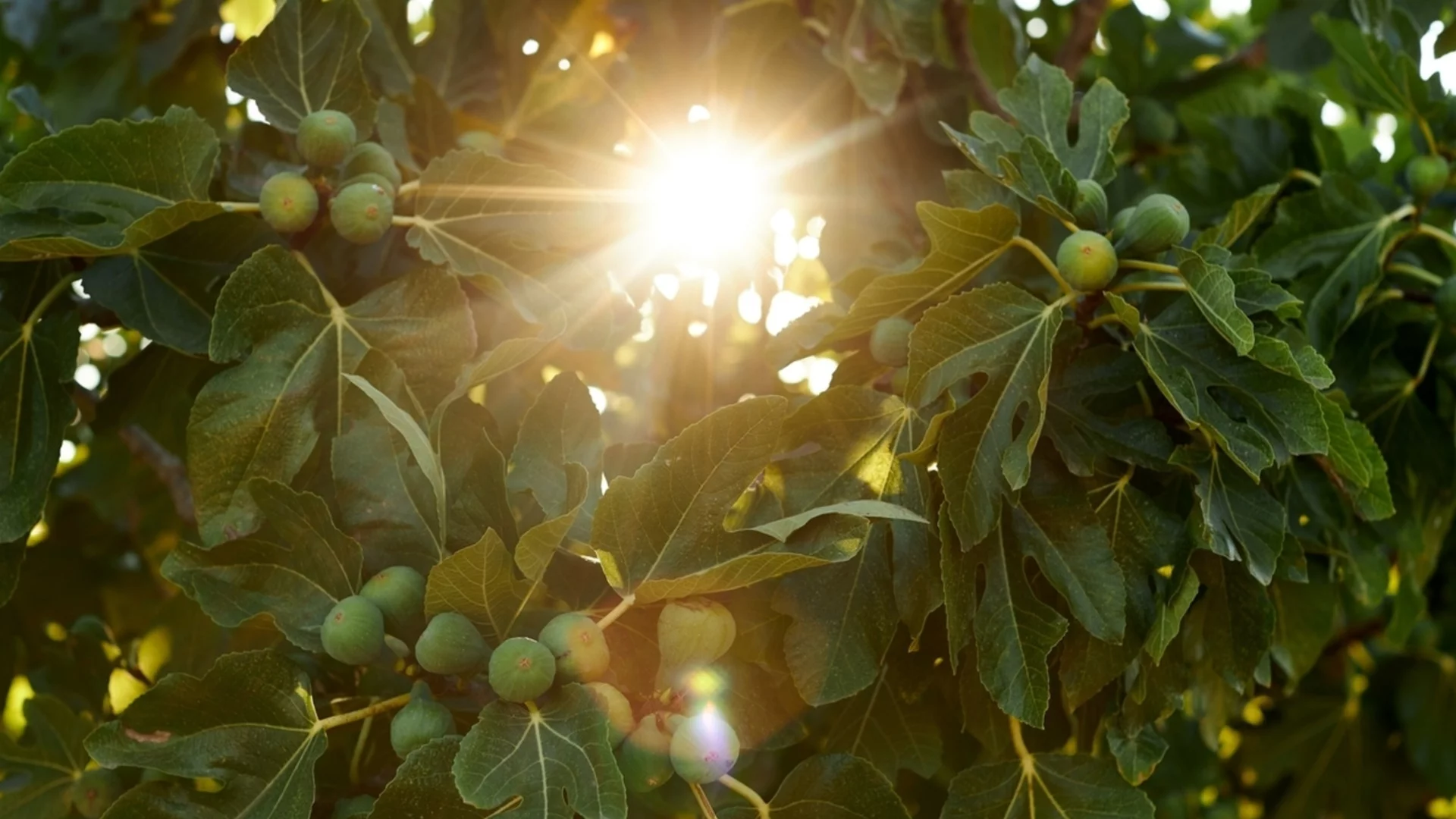 Как да отглеждате смокиново дърво у дома за безкрайни пресни плодове - на закрито или на открито