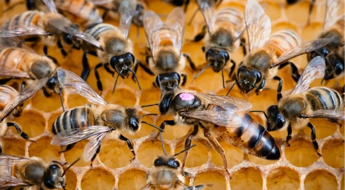 Жестоката реалност в пчелните семейства: Как се елиминира слабата пчела майка?