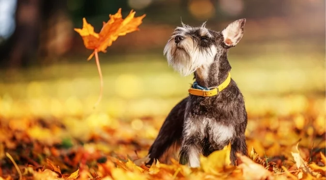 Прогноза за времето - 30 октомври 2025 г. (четвъртък)