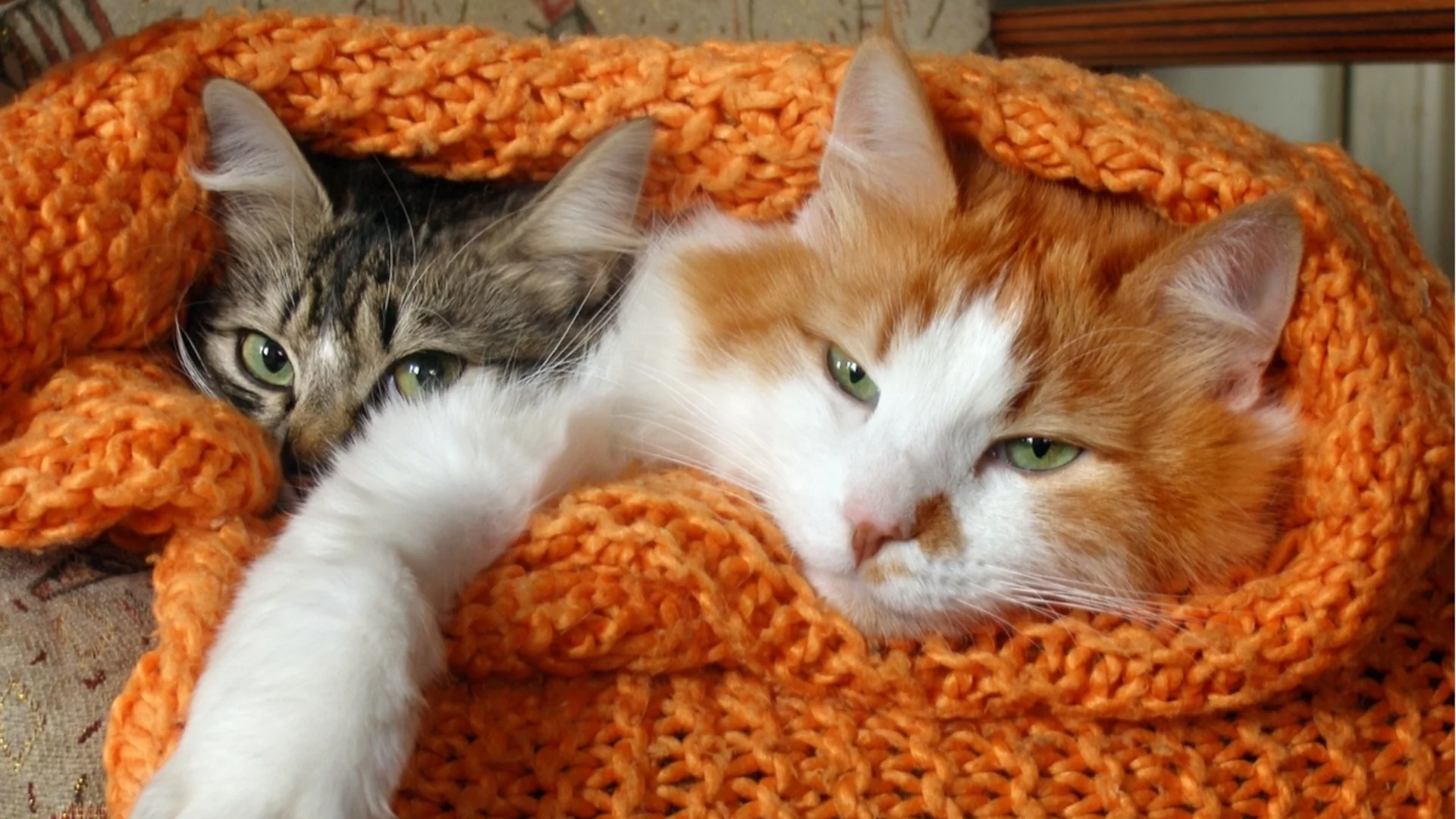 Необикновена издръжка: Мъж ще плаща на бившата си хиляди за двете им котки