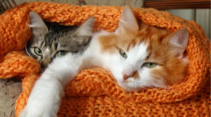 Необикновена издръжка: Мъж ще плаща на бившата си хиляди за двете им котки