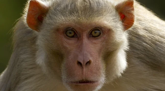 Поне една лабораторна агресивна маймуна, заразена с опасни вируси, е на свобода в САЩ след катастрофа (СНИМКИ)