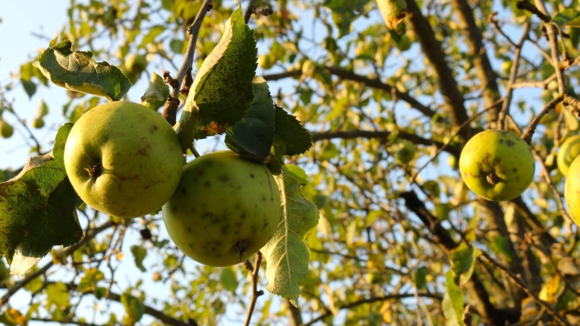 Подготовка на ябълките и крушите за зимата: Как се прави, за да дадат богата реколта следващата година