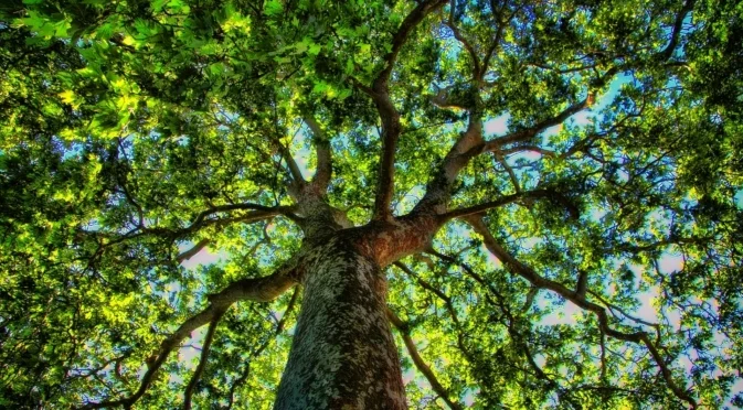 Напрежение заради масова сеч на дървета в Пловдив (ВИДЕО)