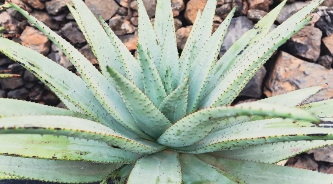 Опасно ли е отглеждането на алое вера? Какво трябва да знаете преди засаждане 