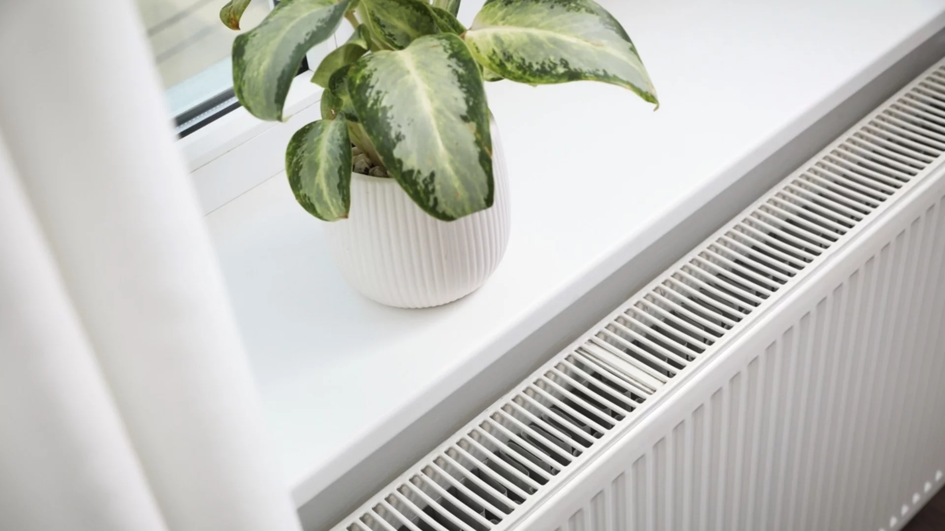 Могат ли стайните растения наистина да виреят до отоплителни уреди?  