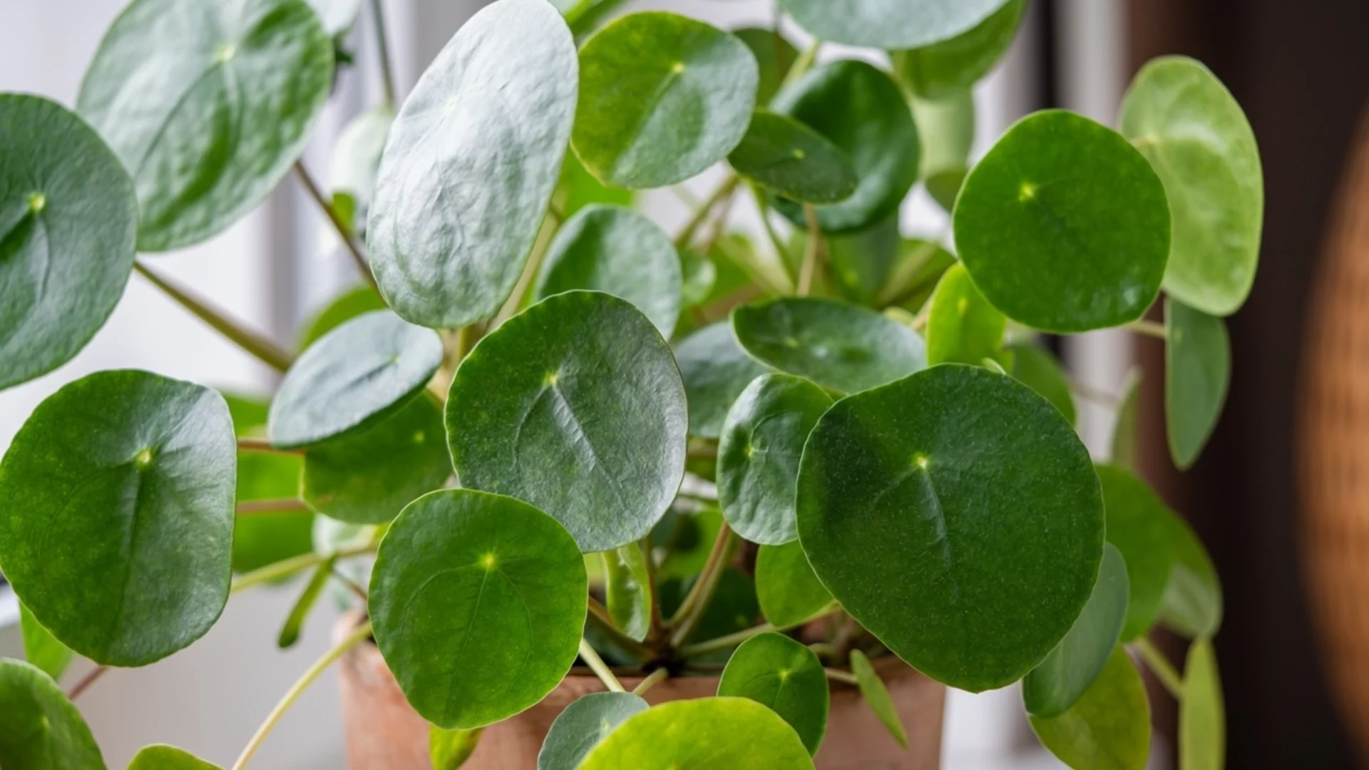 Защо старите градинари добавят алуминиево фолио на стайните растения