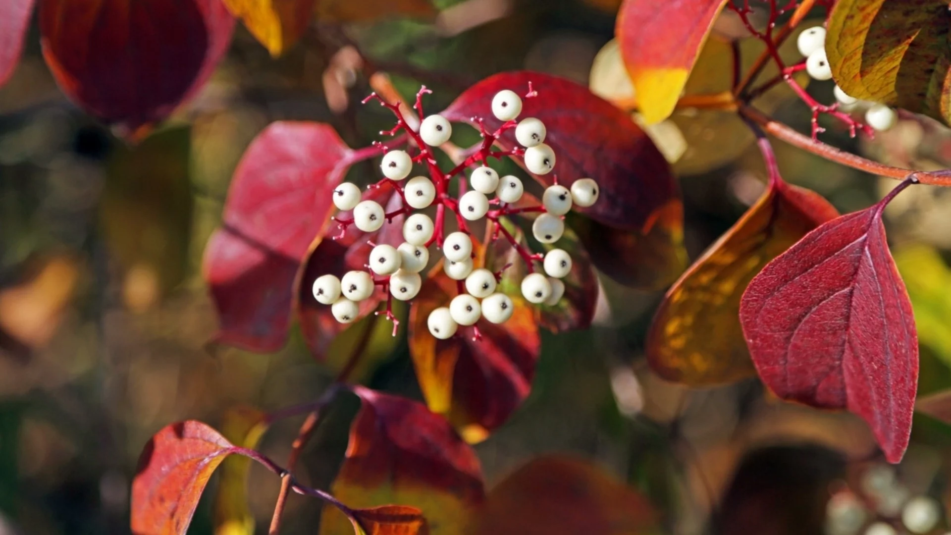 Любим храст за засаждане през есента