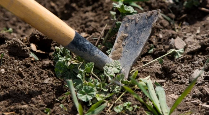 Двата вида плевели, които ще намерите в двора през зимата и как да се отървете от тях