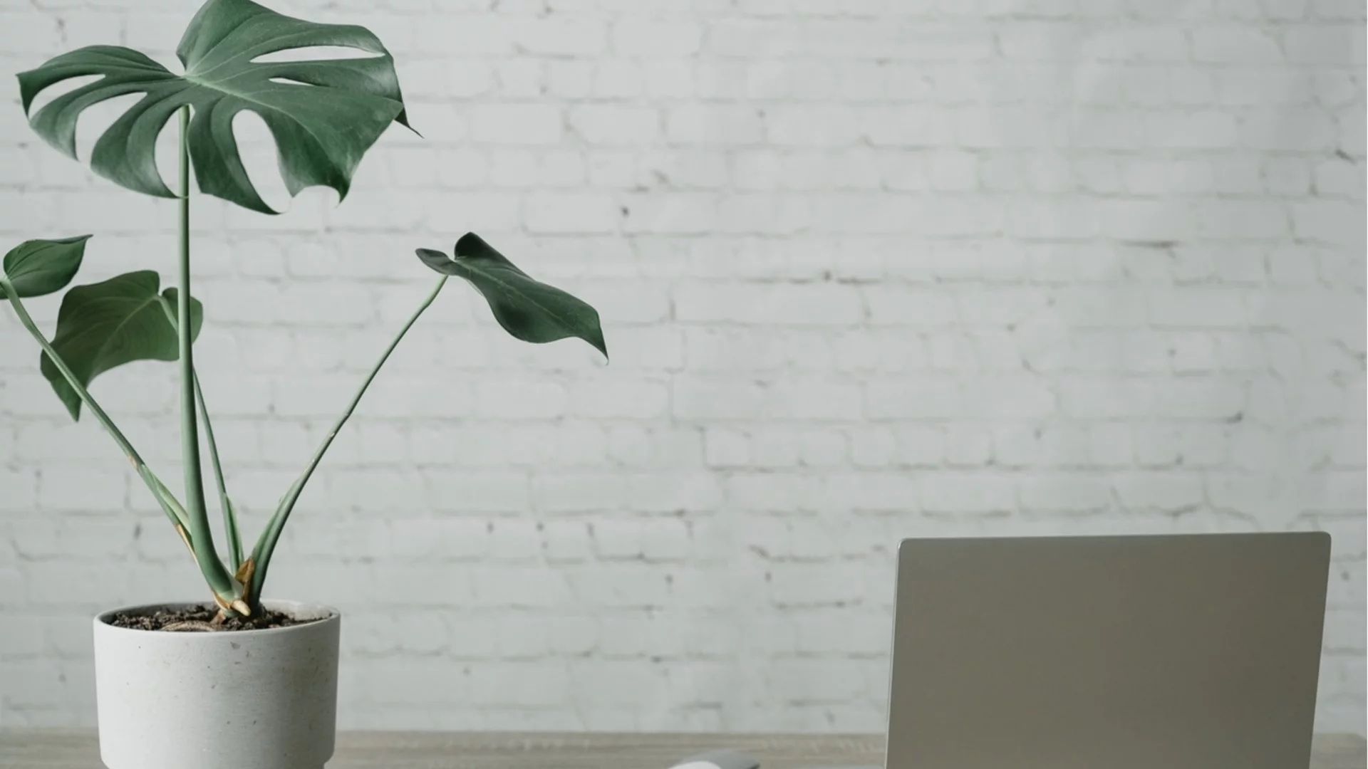 Колко често трябва да поливате стайна смокиня, за да процъфтява 