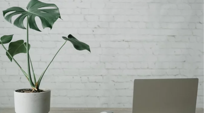 Колко често трябва да поливате стайна смокиня, за да процъфтява