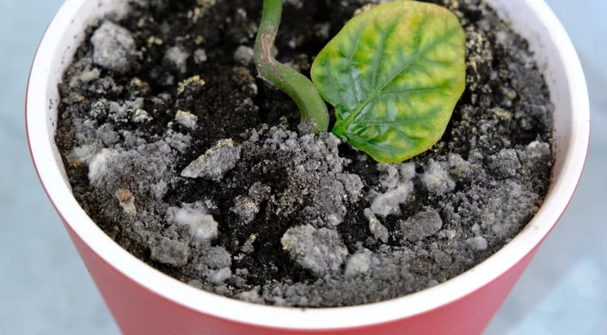 Как да предотвратите появата на мухъл по стайните ви растения