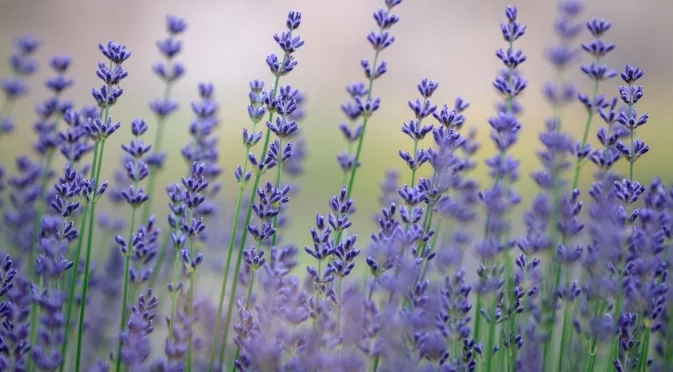 Само така е правилно да подрежете лавандулата