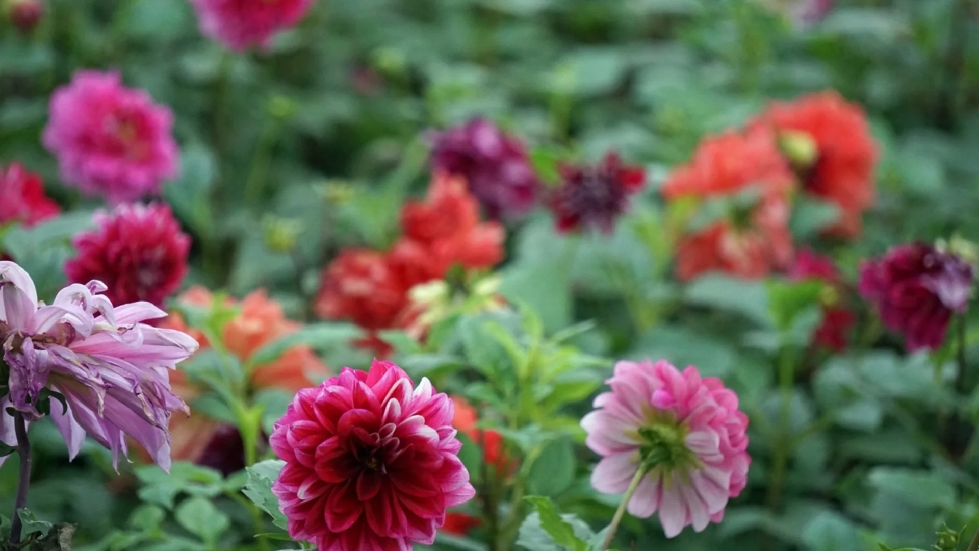 Правилна грижа за далията през есента