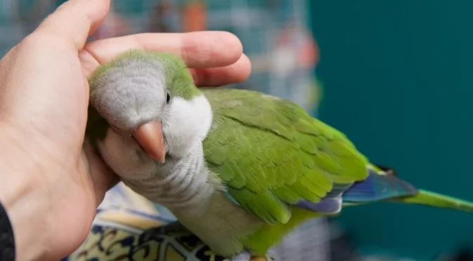 В понеделник: Птичето на богатството ще кацне на рамото на Лъв, Риби + още 2 зодии